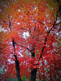 Red leaves on tree