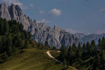 Panoramic view of pine trees against sky