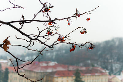 Close-up of branch against sky
