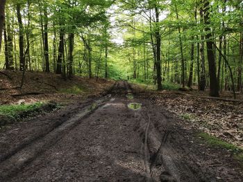 Road amidst trees in forest