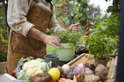 Mid section of man planting herb in garden