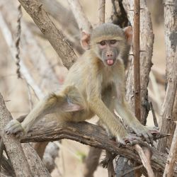 Portrait of monkey on tree trunk