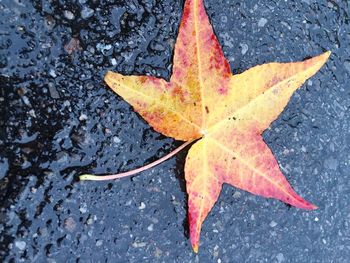 Close-up of maple leaves