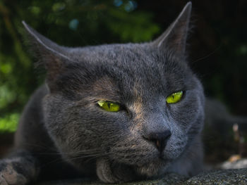 Close-up portrait of a cat