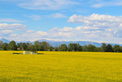 Scenic view of oilseed rape field against sky