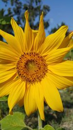 Close-up of sunflower blooming in field