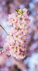 Close-up of pink flowers on tree