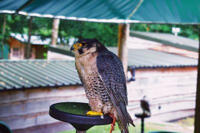 Close-up of sparrow perching on roof
