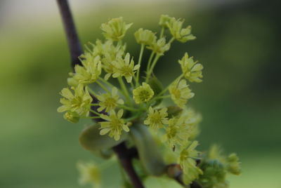 Close-up of yellow flower