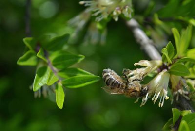 Close-up of insect on plant