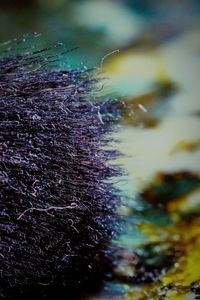 Close-up of caterpillar in water