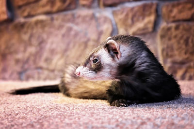 Close-up of an animal looking away