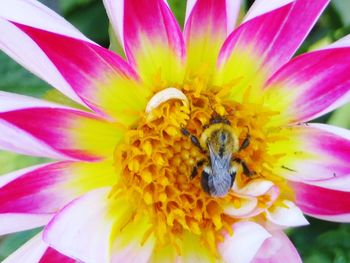 Macro shot of insect on pink flower