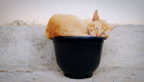 Close-up of cat sleeping on plant pot