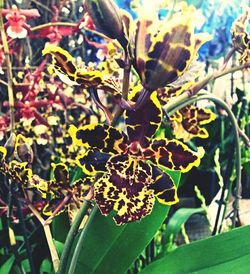 Close-up of flowers