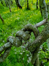 Close-up of moss growing on tree trunk in forest