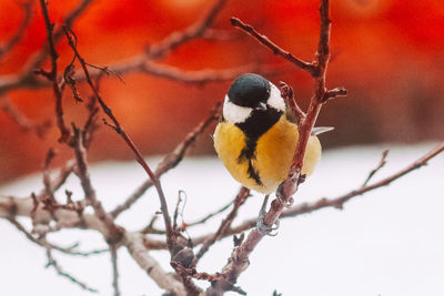 Close-up of bird perching on branch