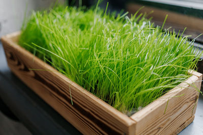 High angle view of potted plant