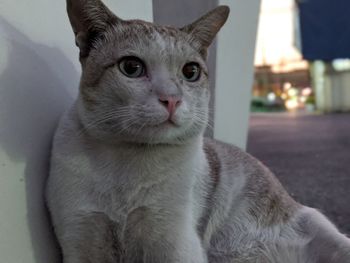 Close-up portrait of a cat