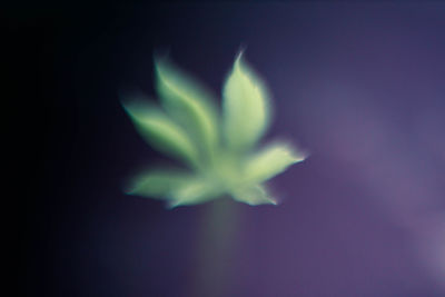 Close-up of flower over black background