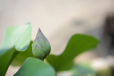 Close-up of flower buds growing outdoors