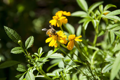 Close-up of bee on yellow flowers