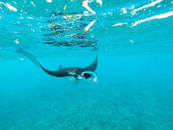 Fishes swimming in sea