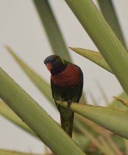 Close-up of parrot perching on branch