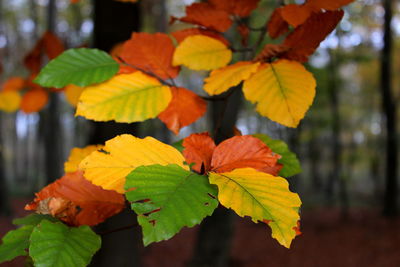 Close-up of maple leaf during autumn