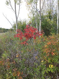 Full frame shot of fresh red flowers in field