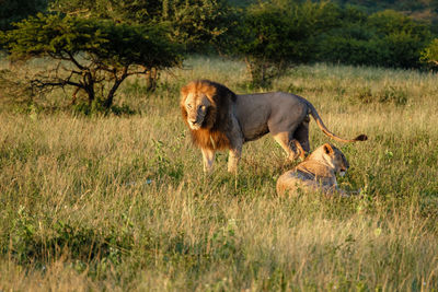Lioness running on grassy field