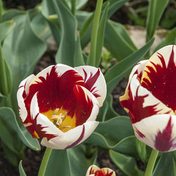 Close-up of flowers blooming outdoors