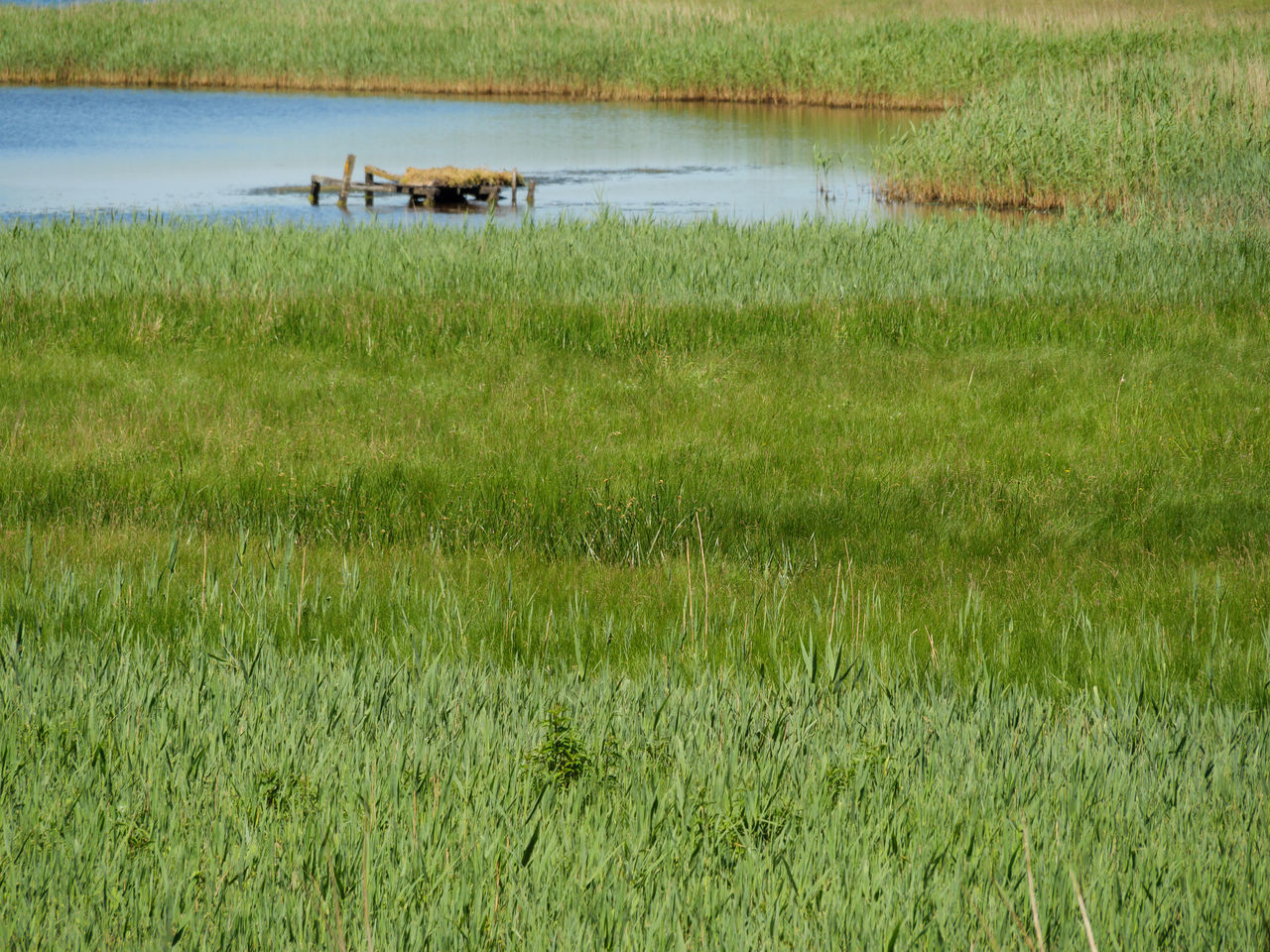 SCENIC VIEW OF GREEN GRASS