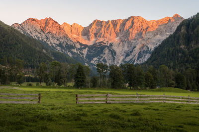 Alpen glow in slovenia with a cow pasture in the foreground.