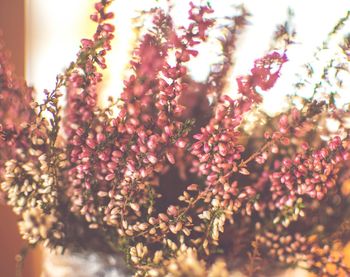 Low angle view of flower tree