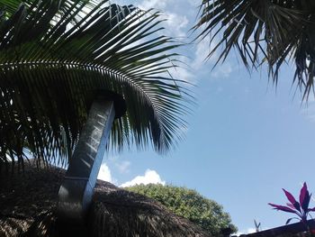 Low angle view of palm tree against sky