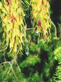 Close-up of plant