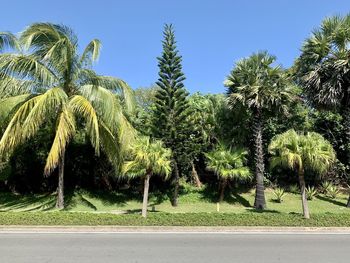 Palm trees on road against clear blue sky