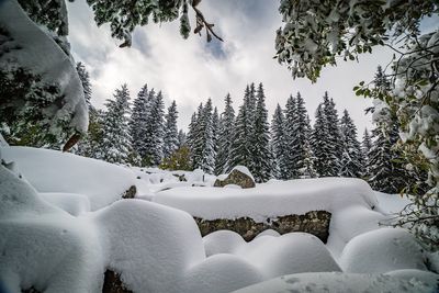 Snow covered trees against sky