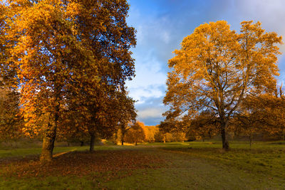 Trees on field against sky during autumn