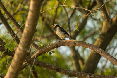 Close-up of bird perching on branch