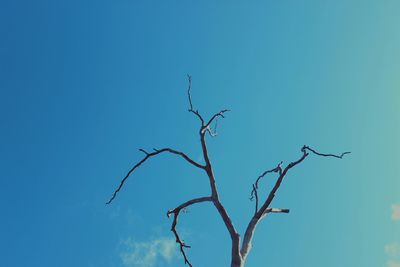 Low angle view of bare trees against clear blue sky