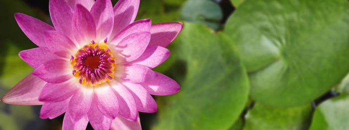 Close-up of pink flower