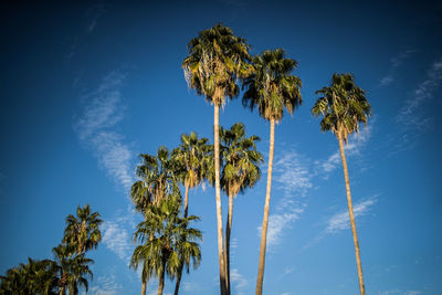 Low angle view of coconut palm trees against blue sky