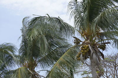 Low angle view of palm trees against sky