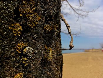 Close-up of lichen on tree trunk