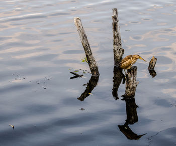 Heron on wooden post in lake