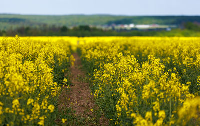 Blooming canola field with tractor gauge, closeup with selective focus