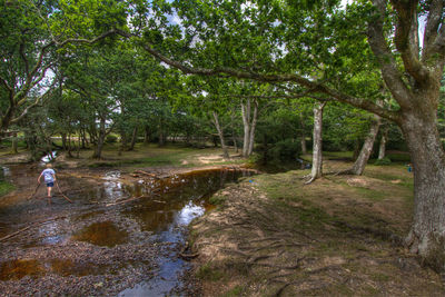 Trees in forest