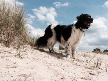 Dog on sand dune against sky